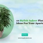 Indoor Plants Decor
