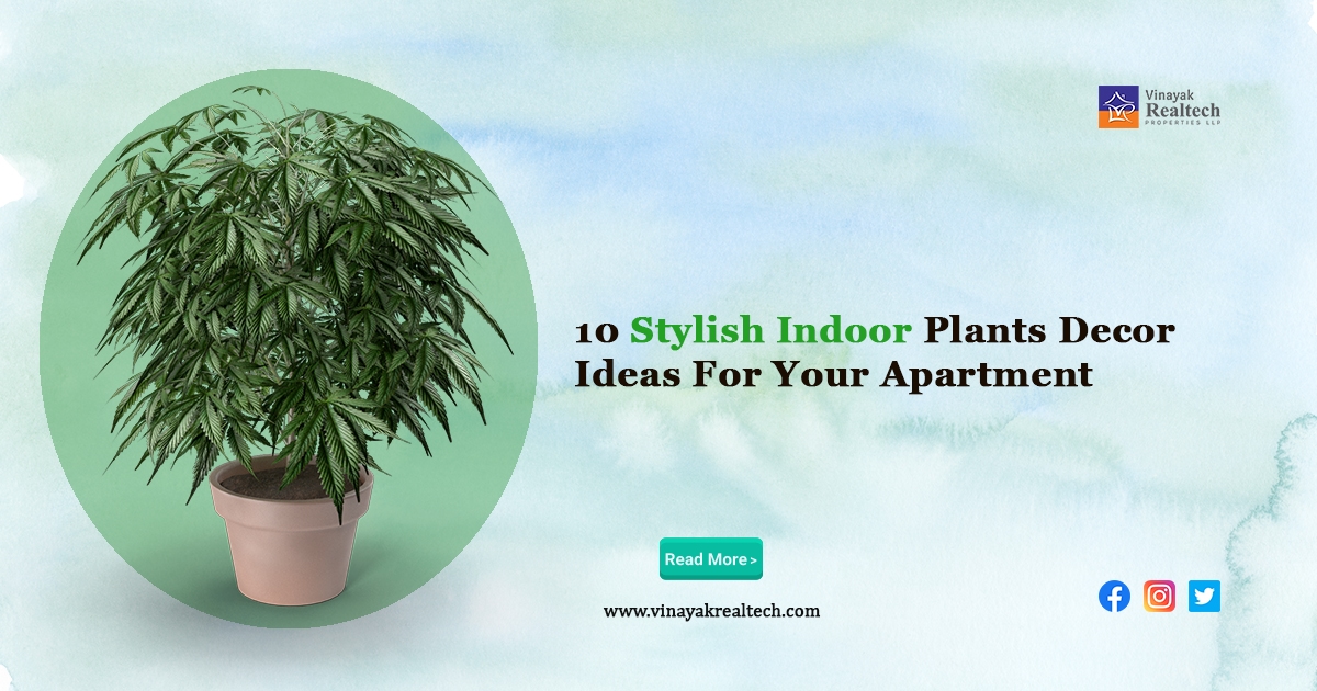 Indoor Plants Decor