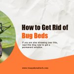 How to Get Rid of Bug Beds