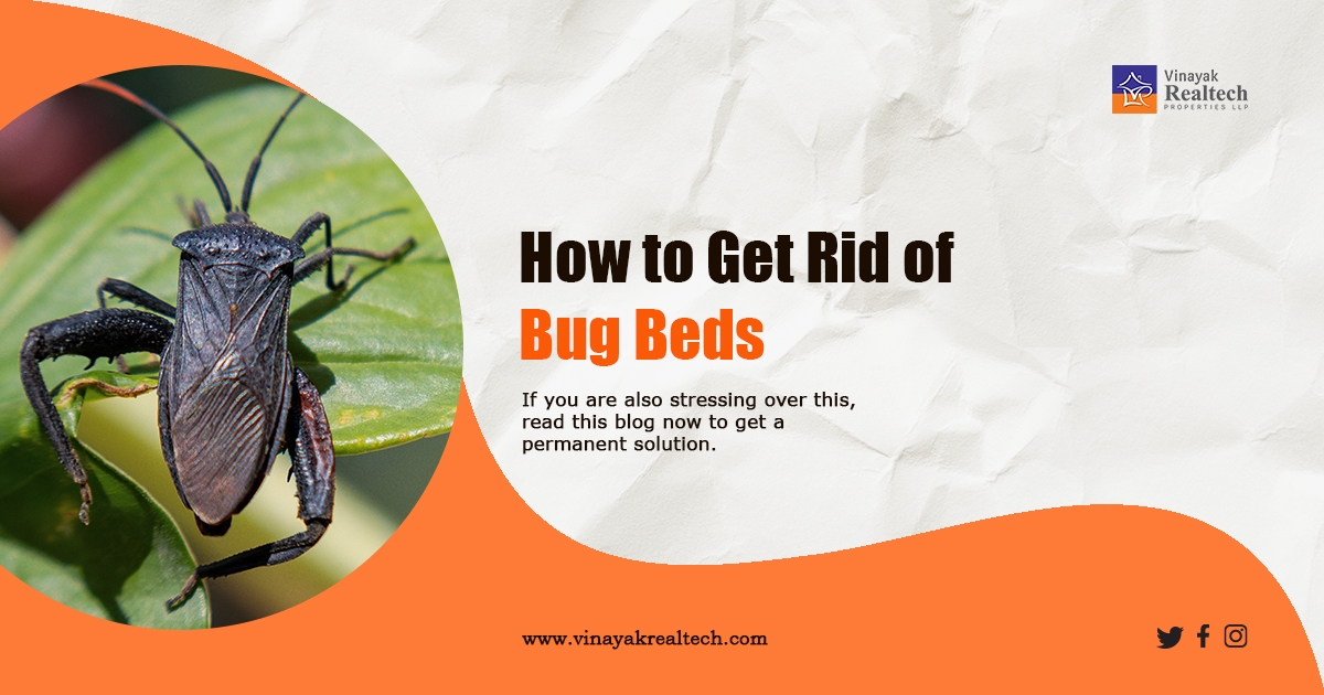 How to Get Rid of Bug Beds